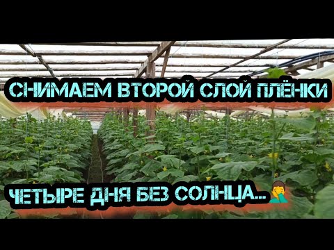 Видео: Снимаем второй слой плёнки. Обзор огурцов на 17.04.2021