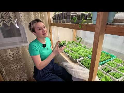 Видео: ЧЕРЕНКИ УКОРЕНИЛИСЬ УХОД ЗА ЧЕРЕНКАМИ В ПЕРИОД УКОРЕНЕНИЯ