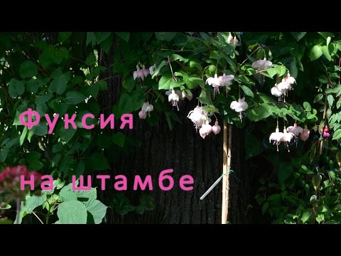 Видео: Штамбовая фуксия