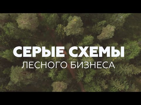 Видео: Серые схемы лесного бизнеса: о краже леса и перепродаже древесины. Фильм АТН