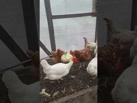 Видео: Куры живут в теплице 