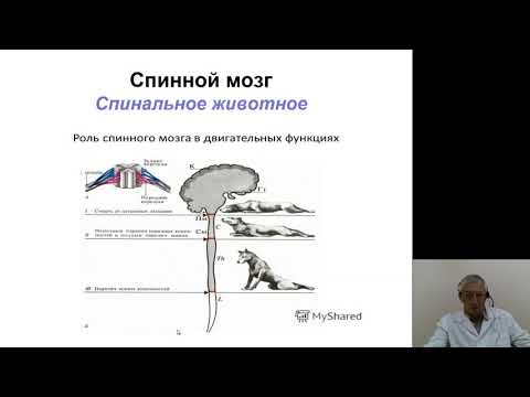 Видео: Нормальная физиология 4.Обзор функций ЦНС