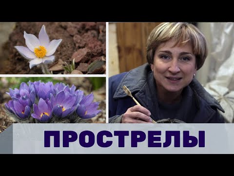 Видео: Ольга Бондарева о растениях прострелах, декоративные растения для сада, интервью с садоводом