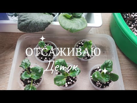 Видео: Эпизод 11. Впечатлительным не смотреть! Отсаживаю деток от листа, не обычном способом!