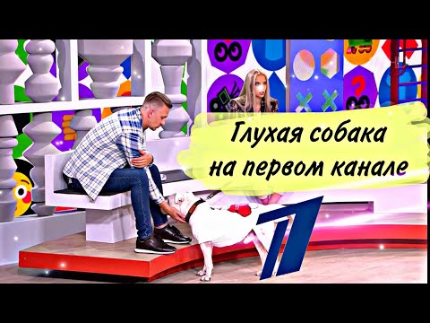 Видео: Глухая собака на первом канале | Стаффорд Рокки!