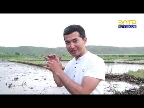 Видео: Менин Айылым // Кароол айылы