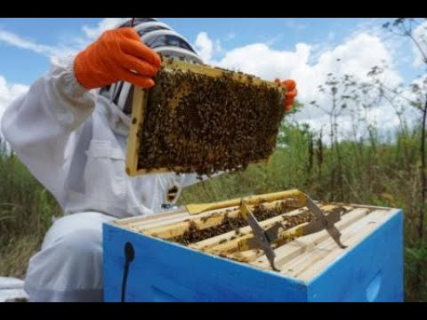 Видео: Зазимяване на пчелно семейство Етап 2 !