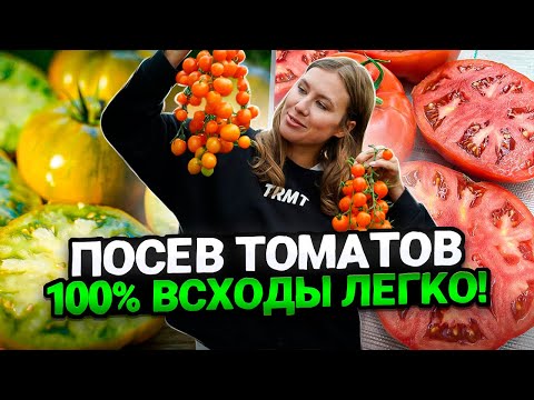 Видео: ПОСЕВ ТОМАТОВ НА РАССАДУ, 100% РЕЗУЛЬТАТ ЛЕГКО И ПРОСТО