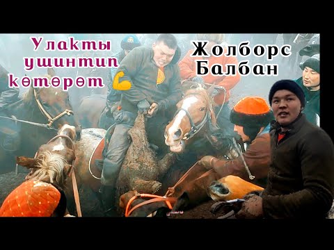 Видео: Күчтүүгө таам бериш керек 💪💪💪 Жолборс балбан улакты катуу көтөрөт экен 😱😱😱