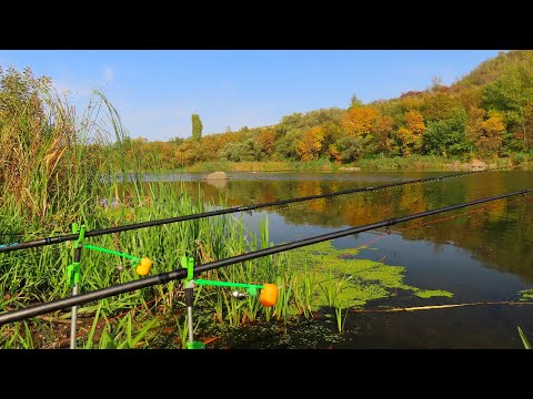 Видео: 🇺🇦Ловля сома на медведку на донку с берега