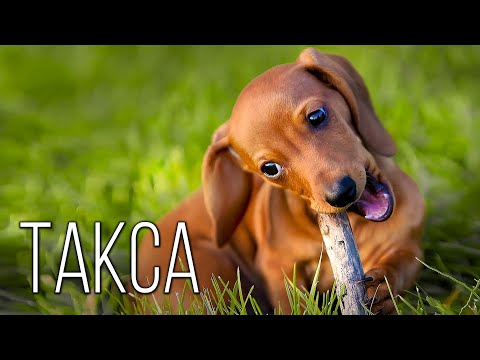 Видео: Такса: Полторы Собаки с Характером | Интересные факты про таксу