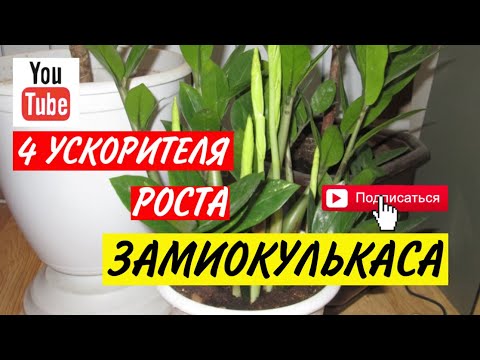 Видео: 4 ускорителя роста ЗАМИАКУЛЬКАСА | Как поливать долларовое дерево | Замиакулькас 2022