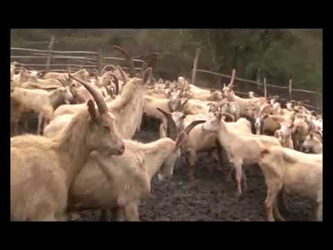 Видео: Адзыхь-Ачандара-Арахэ 12-04-18
