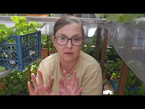 Видео: БОЛТАЛКА !Редкие корни у пеларгонии