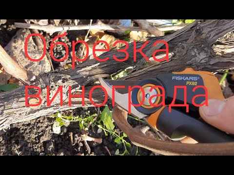 Видео: Обрезка винограда Преображение .