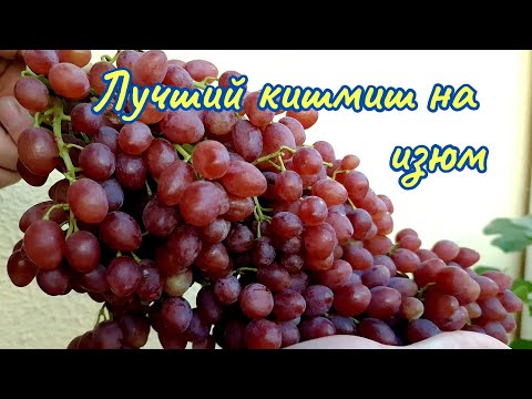 Видео: Какой кишмиш вибрать для сушки изюма.