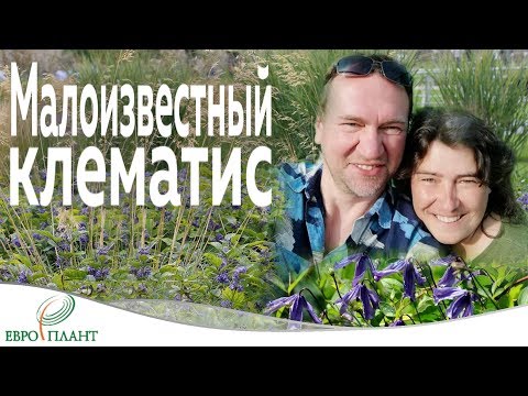Видео: Малоизвестные клематисы.