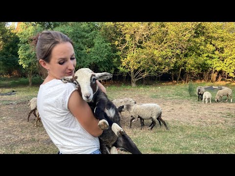 Видео: Белый дорпер. Особенности породы.