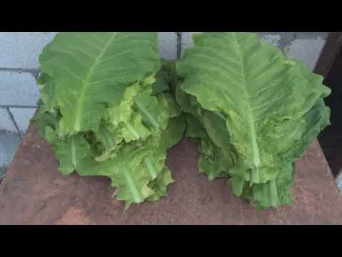 Видео: Мой табак Big Gem и Хелена.