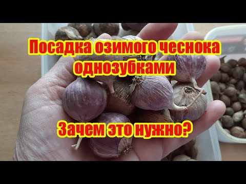 Видео: Посадка озимого чеснока однозубками