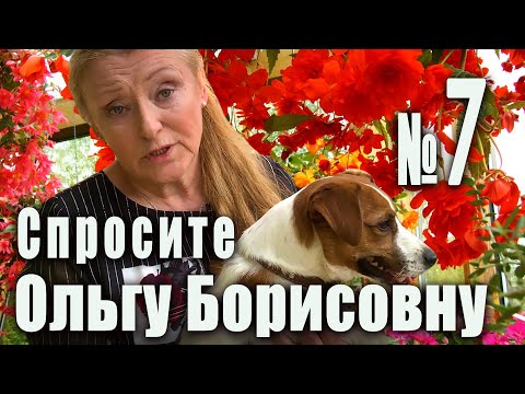 Видео: Подкормка рассады - КОГДА, ЗАЧЕМ и КАК ПРАВИЛЬНО? Спросите Ольгу Борисовну №7.