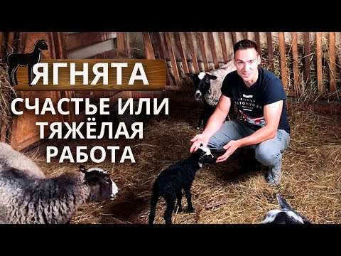 Видео: Романовская овца | Окот овец и уход за ягнятами