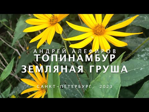 Видео: Топинамбур (Подсолнечник клубненосный). Алефиров А.Н.