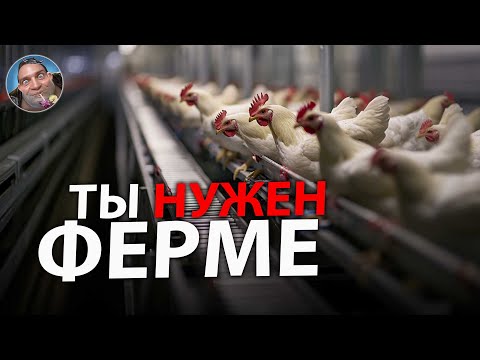 Видео: Мир Бройлера