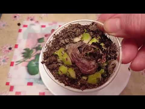 Видео: Детки гиацинтов, что делаю. 28.01.22