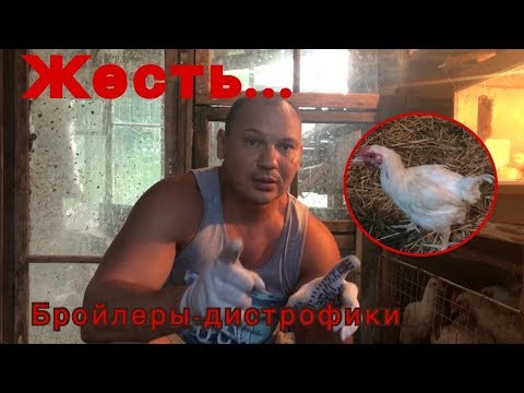 Видео: Ошибки содержания Бройлеров! Тихий ужас! Не повторяйте этого!