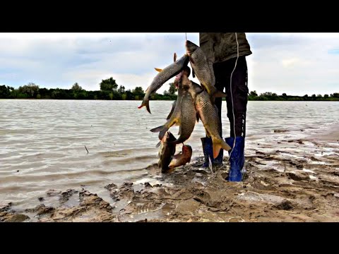 Видео: САЗАН ӨТЕ КӨП | ҚАРМАҚҚА ДЕМАЛЫС БЕРМЕЙДЫ | САЗАН АУЛАУ.