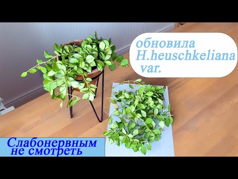 Видео: Обновила heuschkeliana var. Слабонервным цветоголикам лучше не смотреть.
