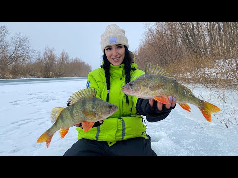 Видео: ОГРОМНЫЕ РЕЧНЫЕ ОКУНИ! МЫ НАШЛИ ИХ!