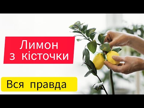 Видео: Як виростити лимон з кісточки на підвіконні. Чи буде лимон давати плоди. Lemon from the stone