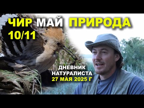 Видео: Природа Чира. 27 мая 2025 г.