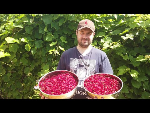 Видео: Джем-желе из красной смородины. Суперзаготовка на зиму!