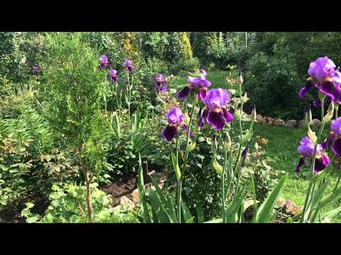 Видео: Розанный пилильщик