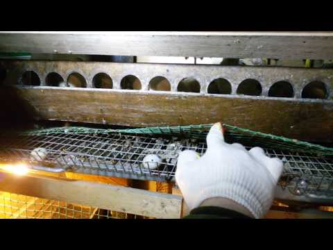 Видео: Перепела  Техасские белые  Фараоны