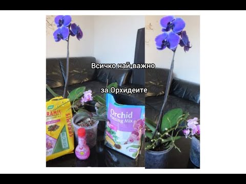 Видео: Всичко най-важно за Орхидеите/Отглеждане, поливане, храна, боядисана Орхидея и не само