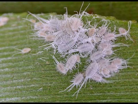 Видео: Мучнистый червец . Как легко избавиться !