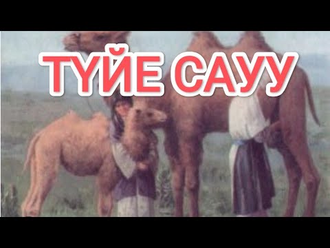 Видео: Түйе сауу.  Қарапайым келін жас боталаған түйелерді сауды.