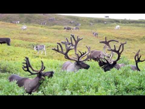 Видео: ВОРКУТА .........