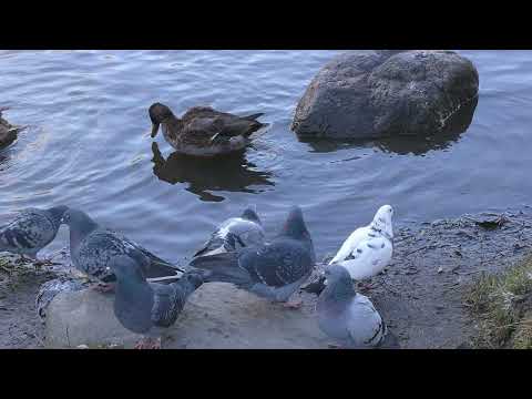 Видео: Мурманск. Променад на ручье "Чистый"