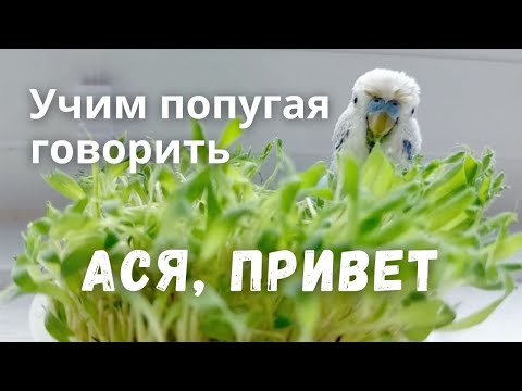 Видео: Учим попугая говорить Ася, привет