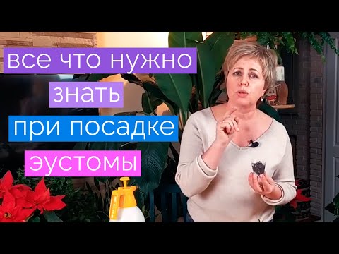 Видео: Как вырастить эустому. Эустома взойдет 100%. Что делать если эустома не всходит.