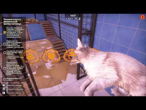 Видео: Animal Shelter 2. Ухаживаю за котами.