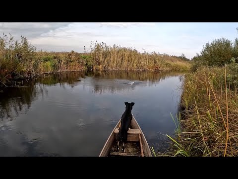 Видео: Рибалка з барсіком відкриваємо нові риболовні місця