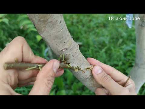 Видео: Прививка Дерева с помощью дрели // Grafting a tree with a drill