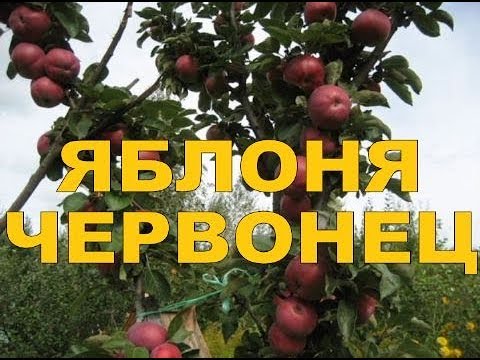 Видео: ЯБЛОНЯ КОЛОНОВИДНАЯ ОСЕННЯЯ ЧЕРВОНЕЦ  (ВСТИСП) проф. В.В.Кичина (The COLUMNAR APPLE tree  DUCAT)