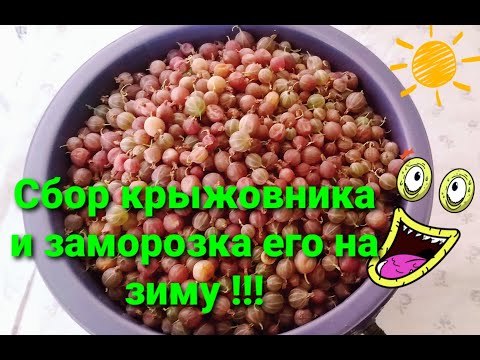 Видео: Крыжовник. Сбор и хранение!